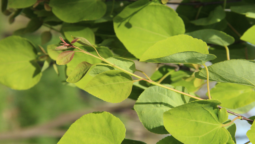Cercidiphyllum japonicum twijgen