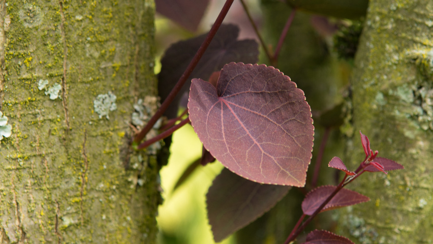 Cercidiphyllum japonicum 'Rotfuchs' кора