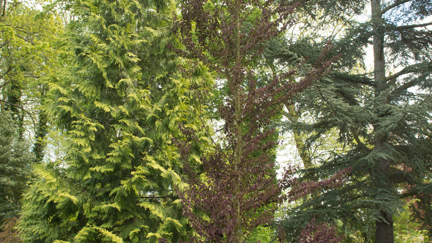 Cercidiphyllum japonicum 'Rotfuchs' Деревья с центральным стволом и ветвями от земли