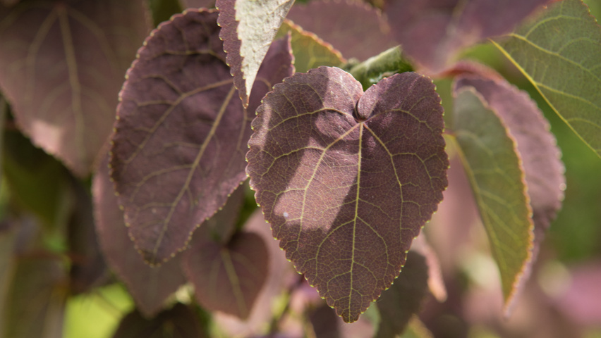 Cercidiphyllum japonicum 'Rotfuchs' листья