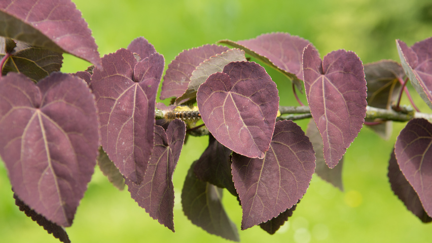 Cercidiphyllum japonicum 'Rotfuchs' листья