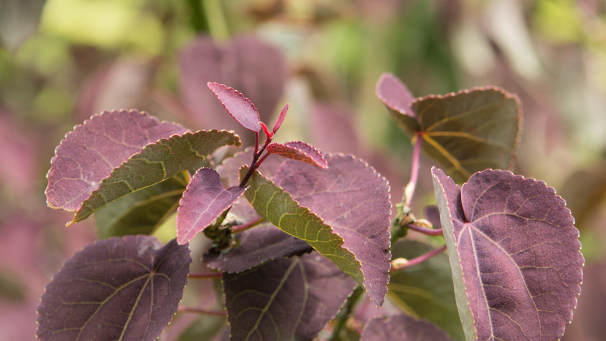 Cercidiphyllum japonicum 'Rotfuchs' листья