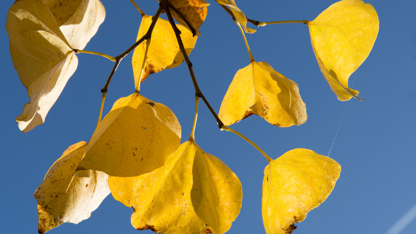 Cercis canadensis осенняя  листьев