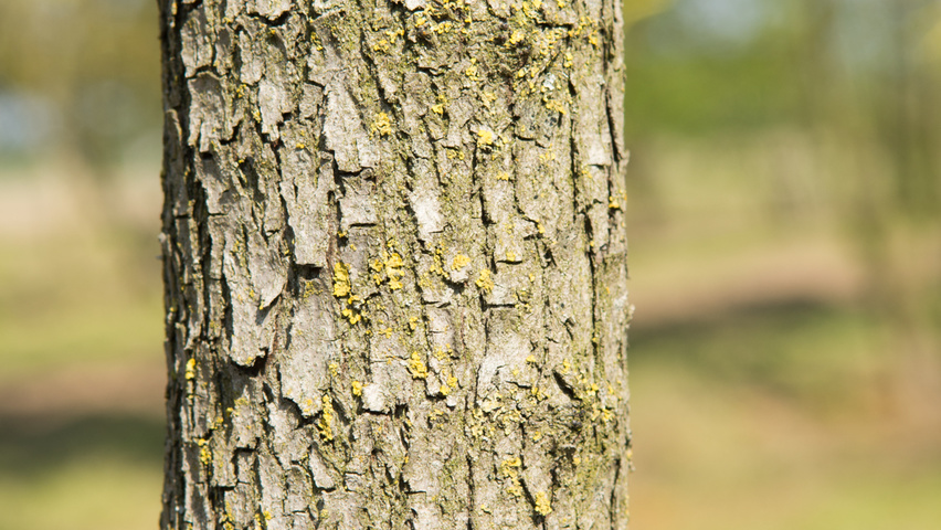 Cercis canadensis кора