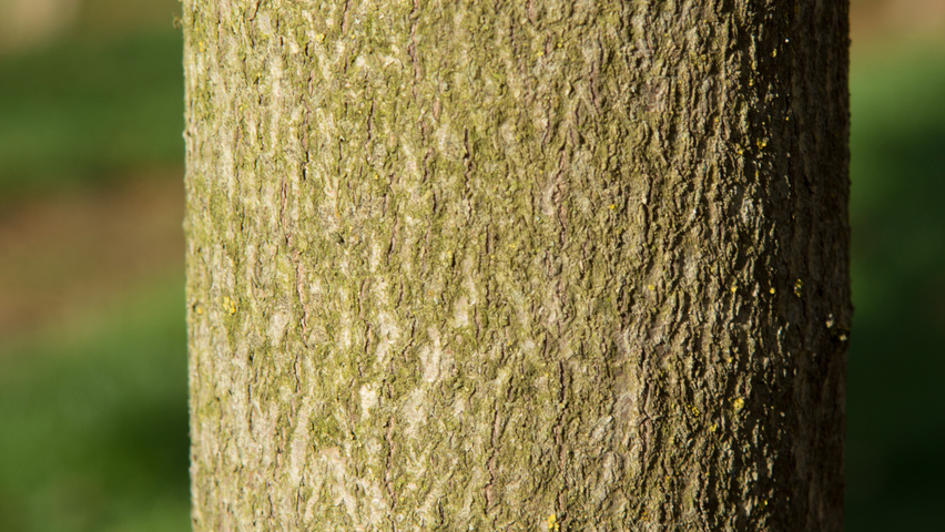 Cercis canadensis кора