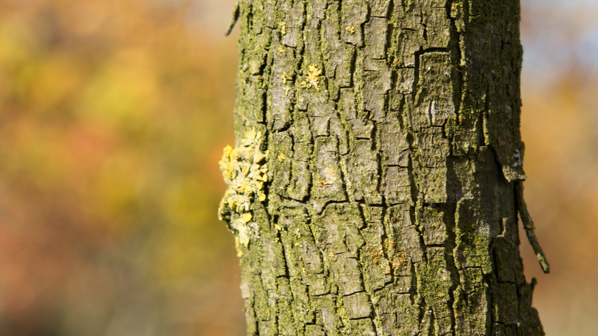 Cercis canadensis кора