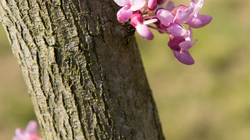 Cercis canadensis цветки