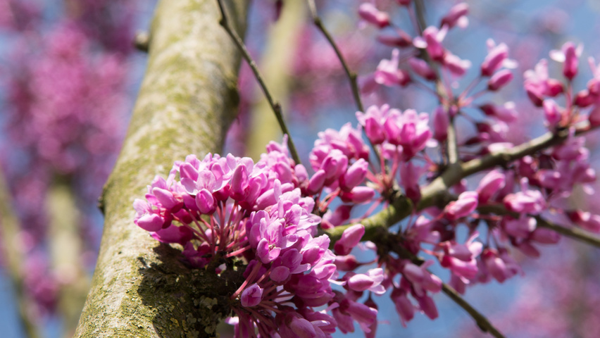 Cercis canadensis цветки