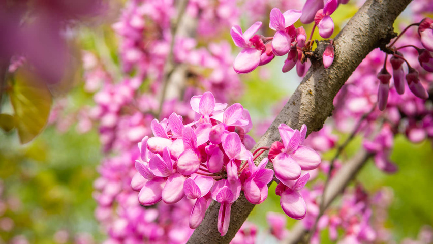 Cercis canadensis цветки