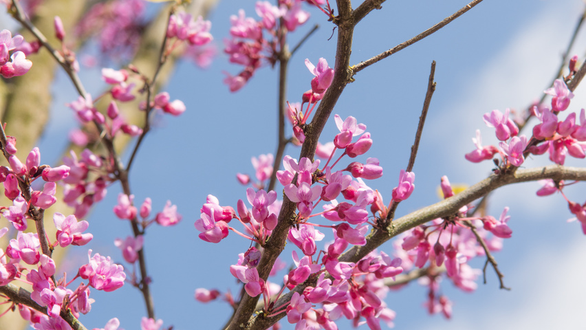 Cercis canadensis цветки
