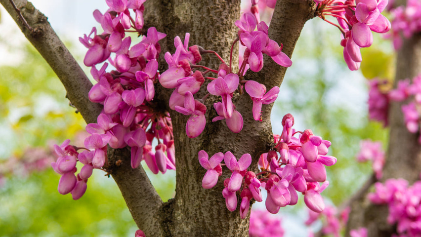 Cercis canadensis цветки