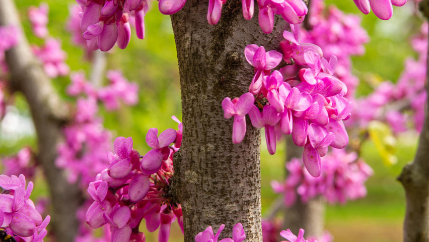 Cercis canadensis цветки