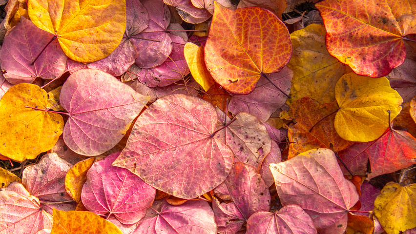 Cercis canadensis 'Forest Pansy' осенняя  листьев