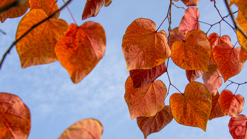 Cercis canadensis 'Forest Pansy' осенняя  листьев