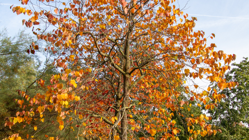 Cercis canadensis 'Forest Pansy' Деревья с высоким стволом (стандарт)