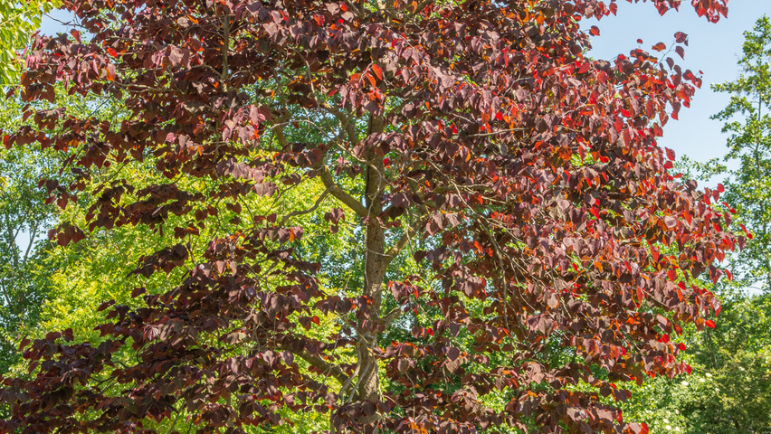 Cercis canadensis 'Forest Pansy' Деревья с высоким стволом (стандарт)
