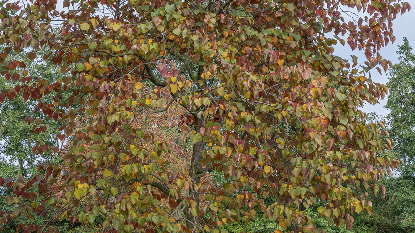 Cercis canadensis 'Forest Pansy' Деревья с высоким стволом (стандарт)