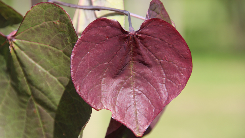 Cercis canadensis 'Forest Pansy' листья
