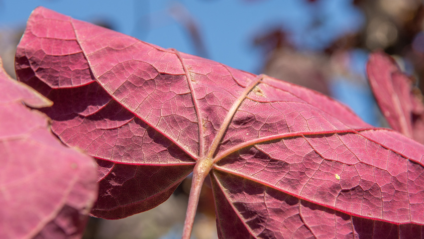 Cercis canadensis 'Forest Pansy' листья