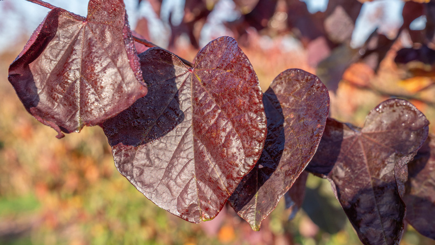 Cercis canadensis 'Forest Pansy' листья