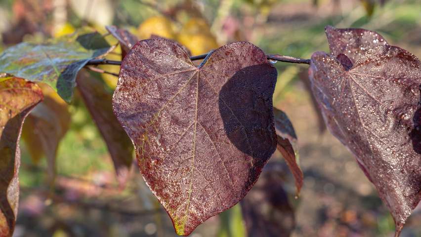 Cercis canadensis 'Forest Pansy' листья