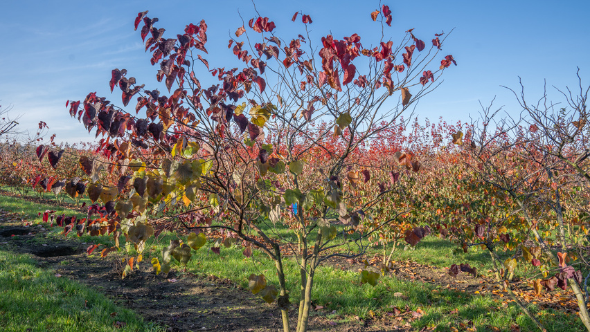 Cercis canadensis 'Forest Pansy' Многоствольные деревья