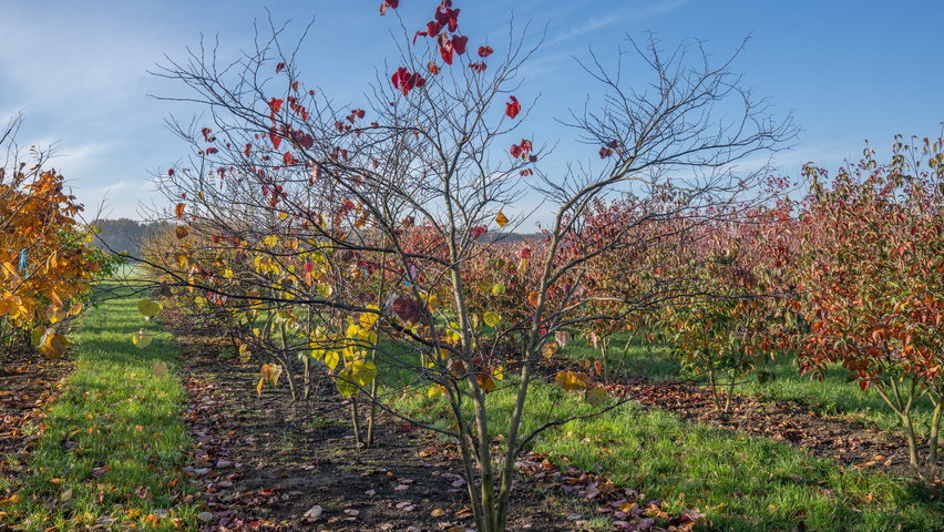 Cercis canadensis 'Forest Pansy' Многоствольные деревья