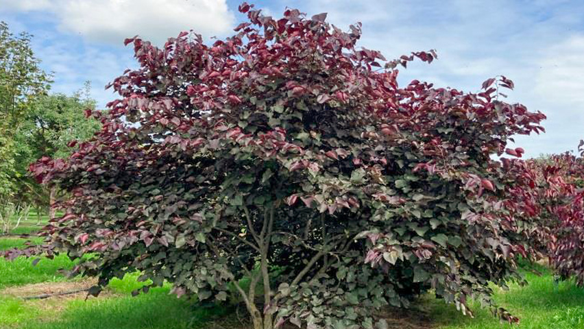 Cercis canadensis 'Forest Pansy' Многоствольные деревья