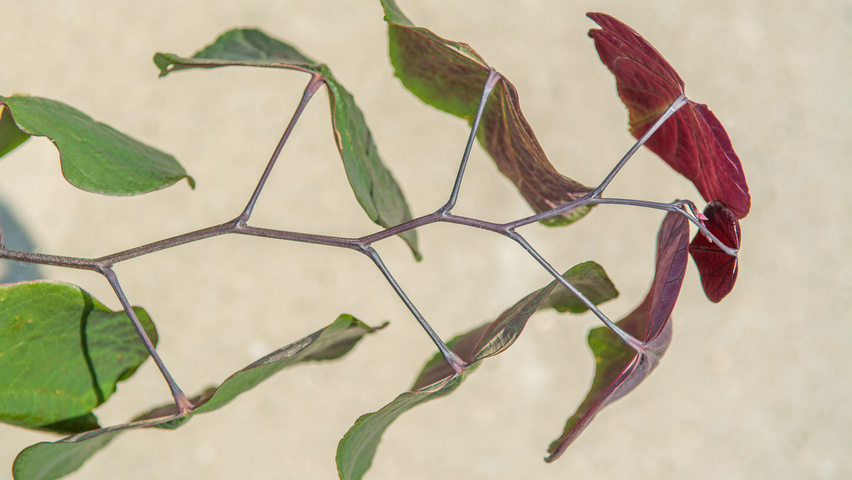 Cercis canadensis 'Forest Pansy' ветви