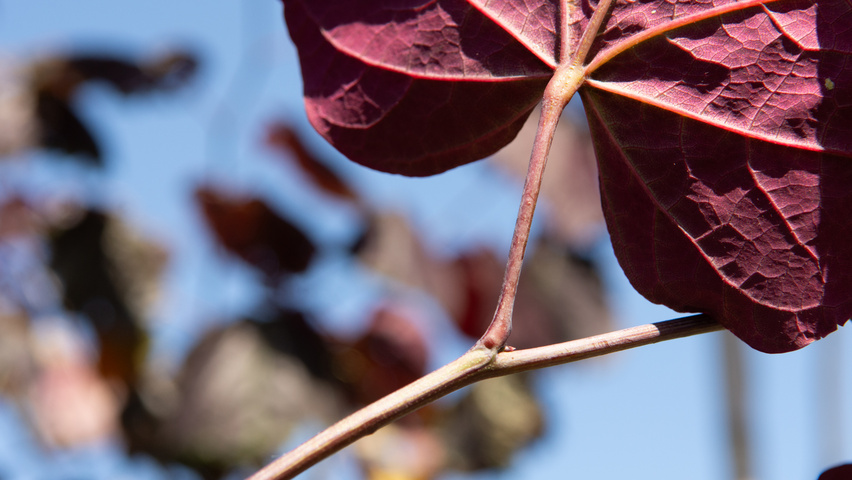 Cercis canadensis 'Forest Pansy' ветви