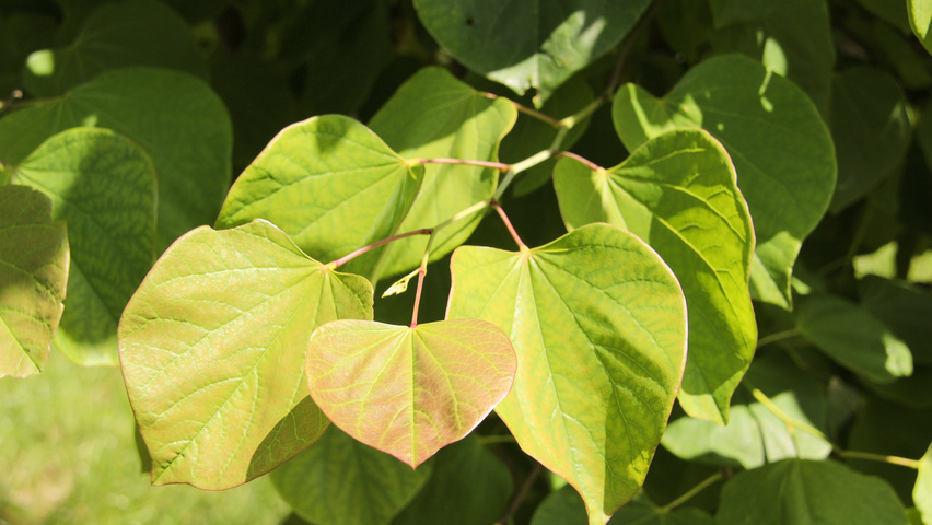 Cercis canadensis листья