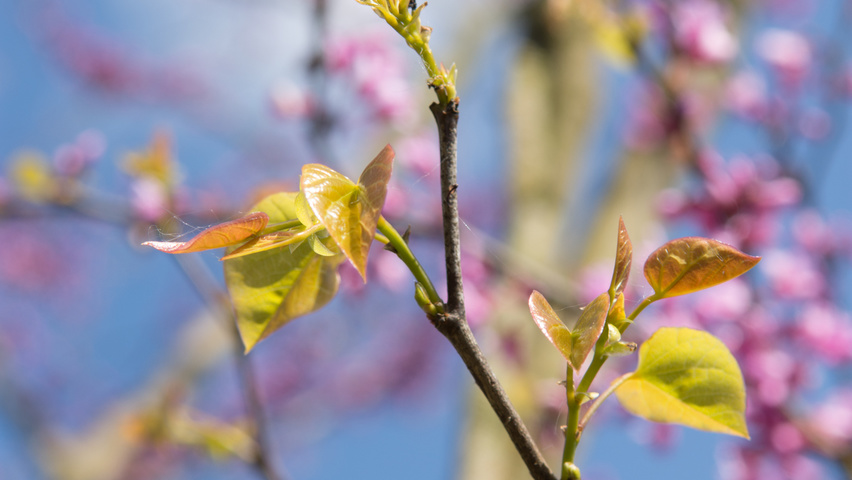 Cercis canadensis листья