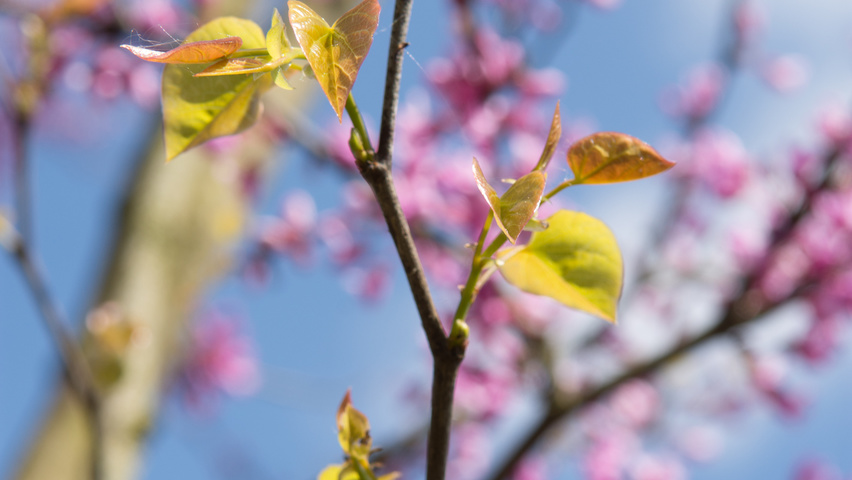 Cercis canadensis листья
