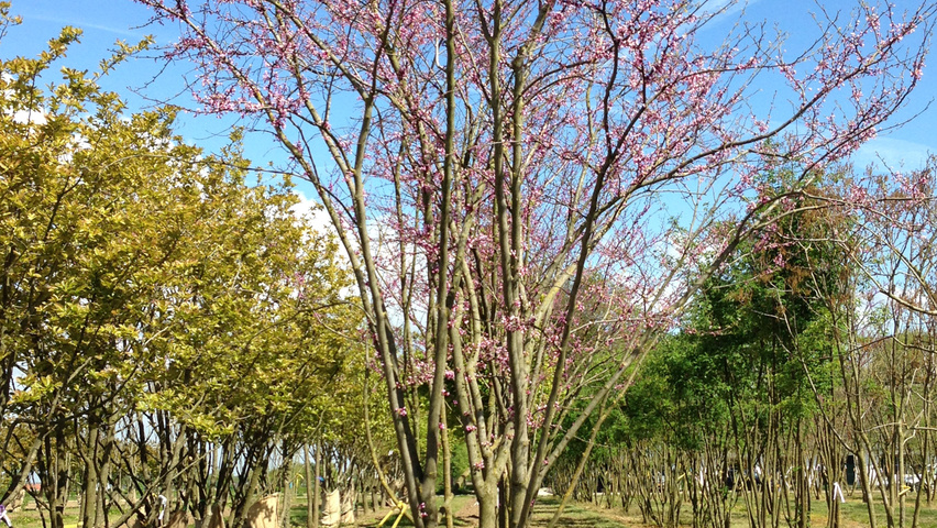 Cercis canadensis Многоствольные зонтичные формы