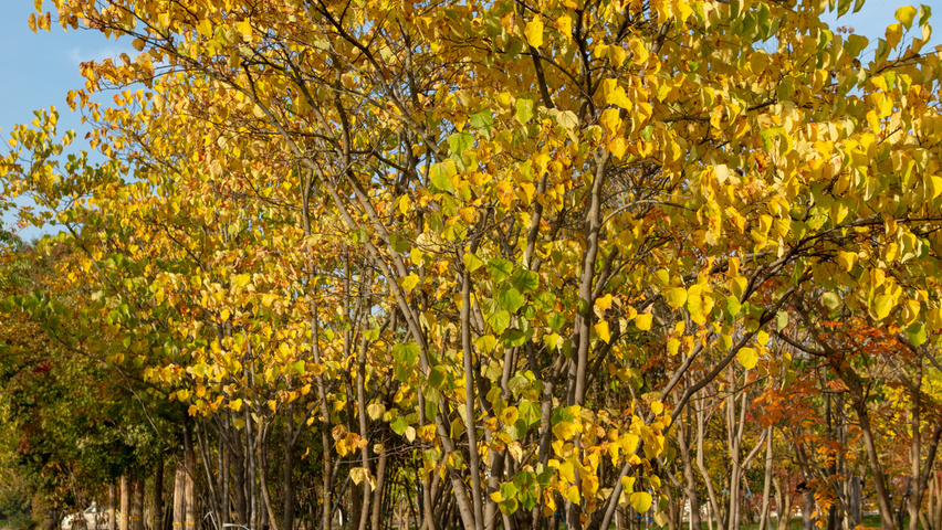 Cercis canadensis Многоствольные зонтичные формы