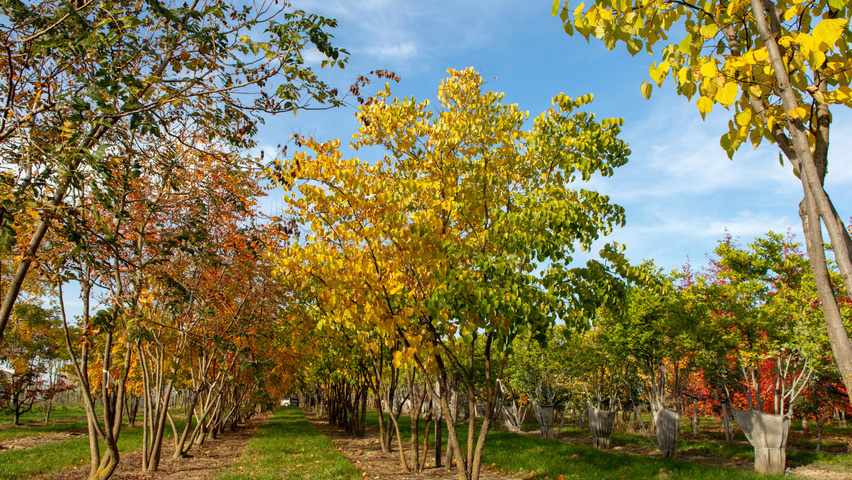 Cercis canadensis Многоствольные зонтичные формы