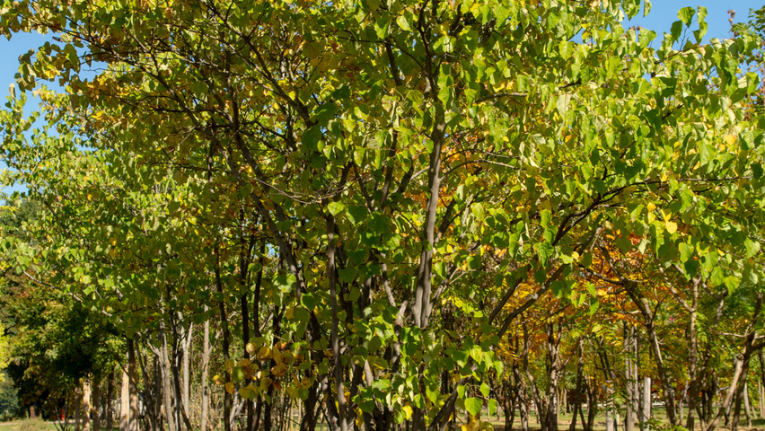 Cercis canadensis Многоствольные зонтичные формы