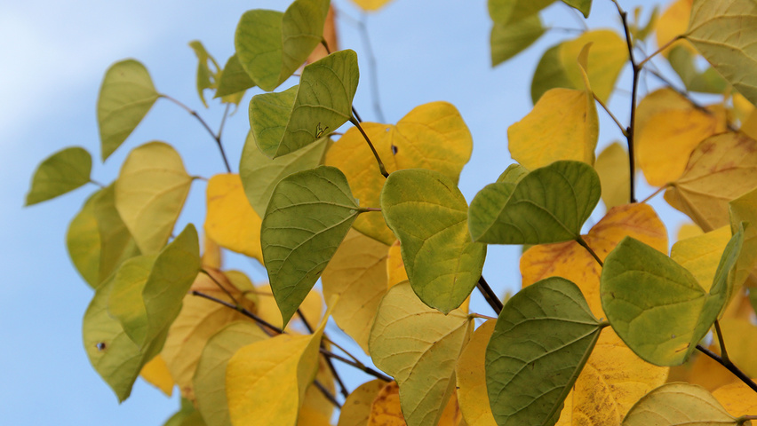 Cercis chinensis feuilles automnale