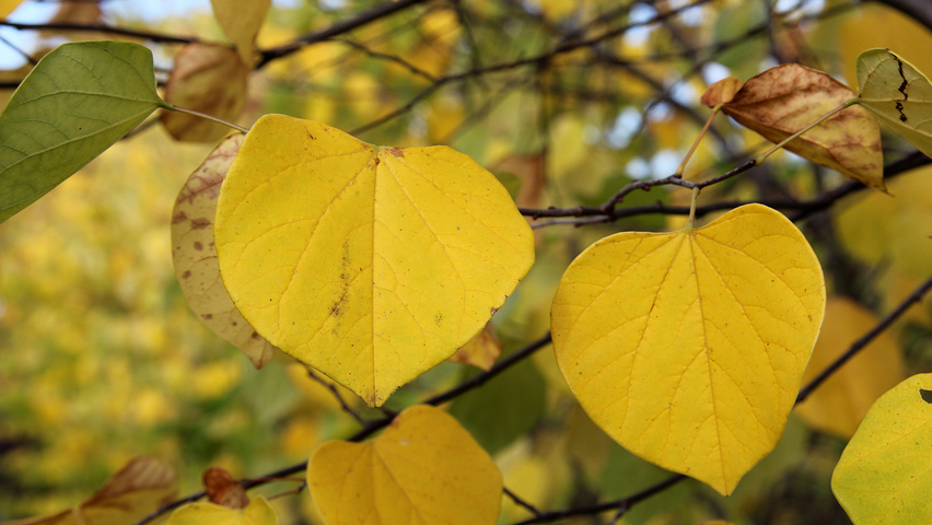 Cercis chinensis feuilles automnale