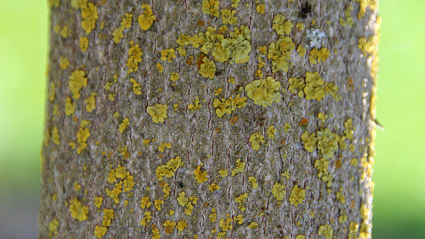 Cercis chinensis tronc