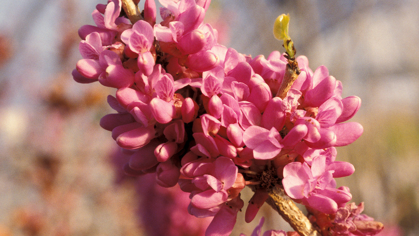 Cercis chinensis fleurs