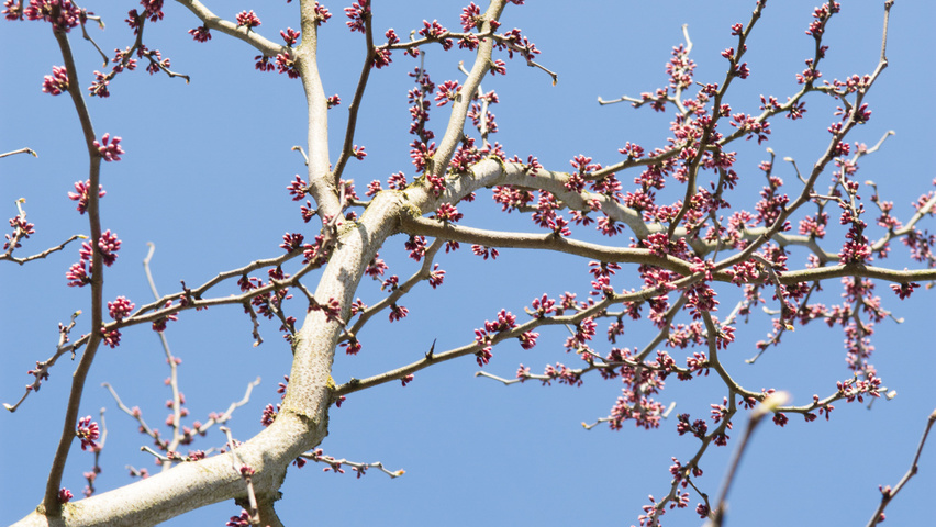 Cercis chinensis fleurs
