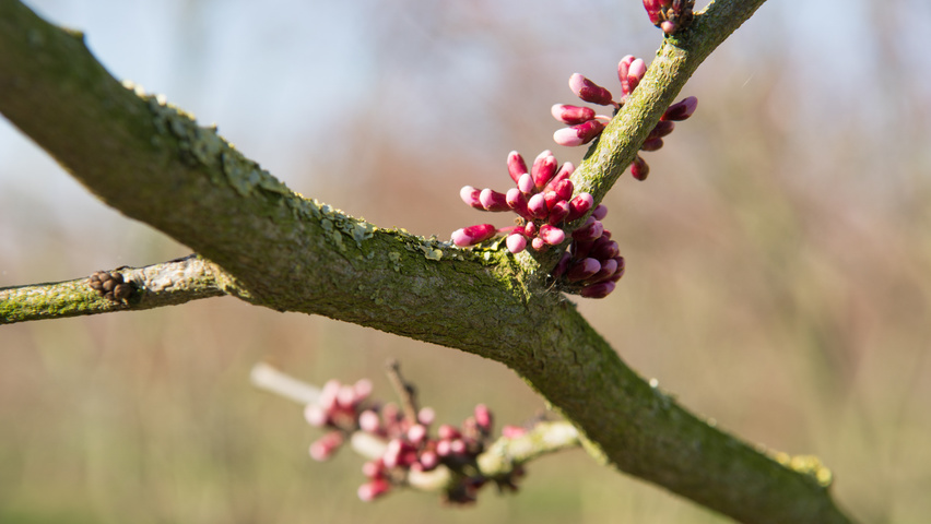Cercis chinensis fleurs