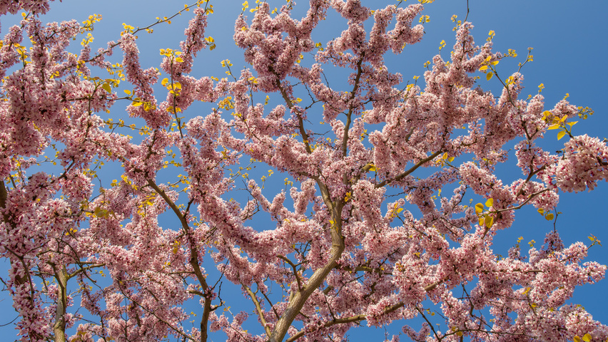 Cercis chinensis fleurs