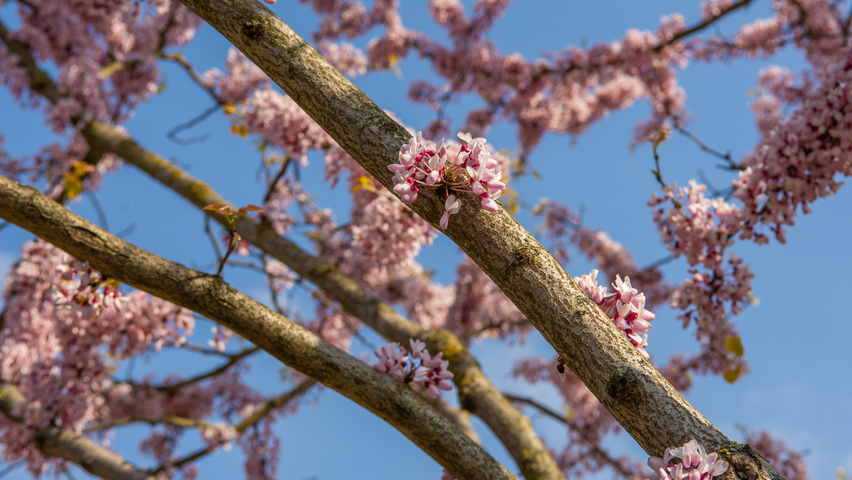 Cercis chinensis fleurs