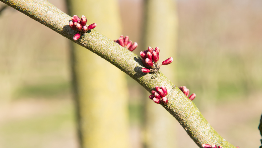 Cercis chinensis fleurs