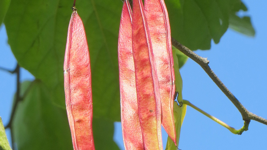 Cercis chinensis fruits