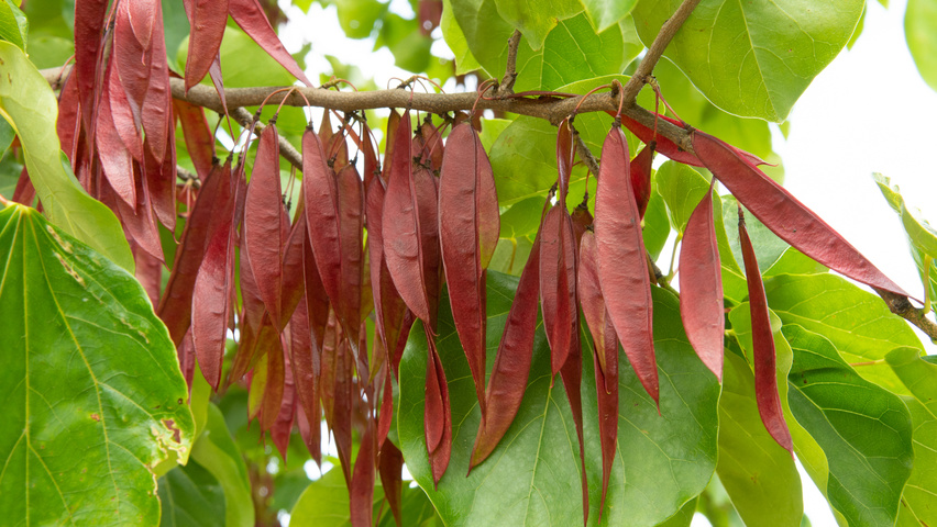 Cercis chinensis fruits