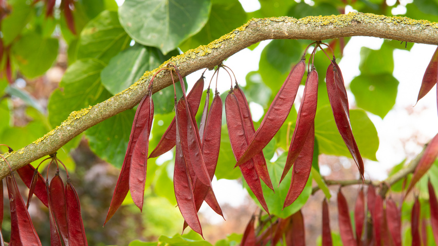 Cercis chinensis fruits