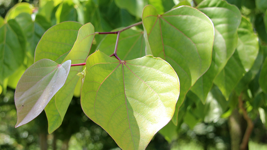 Cercis chinensis Feuilles